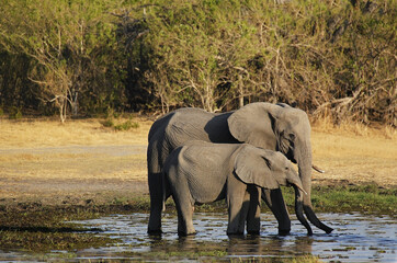 African Elephant, loxodonta africana, Mother and Calf in Khwai River, Moremi Reserve, Okavango Delta in Botswana