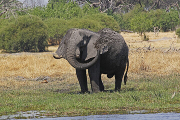 Naklejka na ściany i meble African Elephant, loxodonta africana, having Water and Mud Bath, Moremi Reserve, Okavango Delta in Botswana