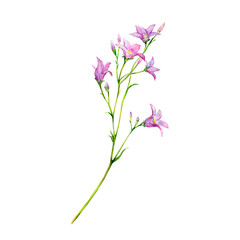 Fototapeta na wymiar Field bell hand-painted watercolor illustration of delicate flowers on white isolated background. Meadow wildflowers for textile or logo, cards. Floral illustration for design and invitations