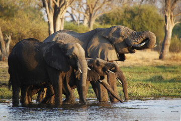 Fototapeta premium African Elephant, loxodonta africana, Group drinking Water at Khwai River, Moremi Reserve, Okavango Delta in Botswana