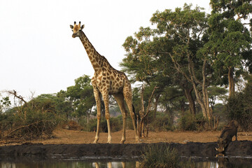 South African Giraffe, giraffa camelopardalis giraffa, Adult at Water Hole with Warthog, Near Chobe River, Botswana