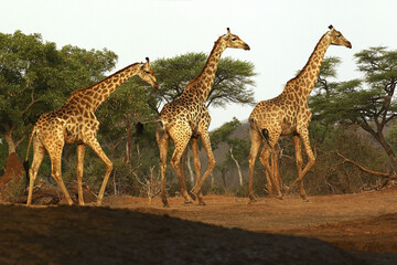 South African Giraffe, giraffa camelopardalis giraffa, Group, Near Chobe River, Botswana