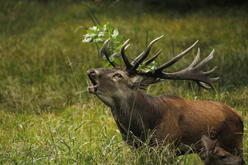 Red Deer, cervus elaphus, Stag Roaring during the Rutting season, Sweden