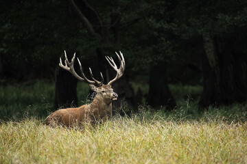Red Deer, cervus elaphus, Stag, Sweden