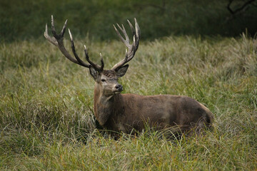 Red Deer, cervus elaphus, Stag, Sweden