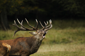 Red Deer, cervus elaphus, Stag Roaring during the Rutting season, Sweden