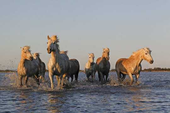 Camargue Horse, Herd in Swamp, Saintes Marie de la Mer in The South of France