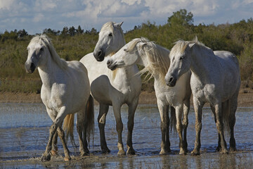 Obraz na płótnie Canvas Camargue Horse, Herd in Swamp, Saintes Marie de la Mer in The South of France