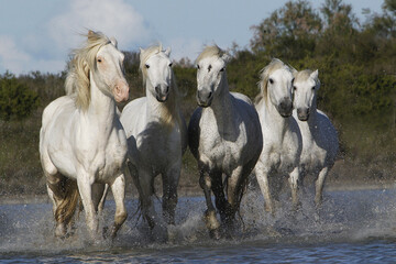 Fototapeta na wymiar Camargue Horse, Herd in Swamp, Saintes Marie de la Mer in The South of France