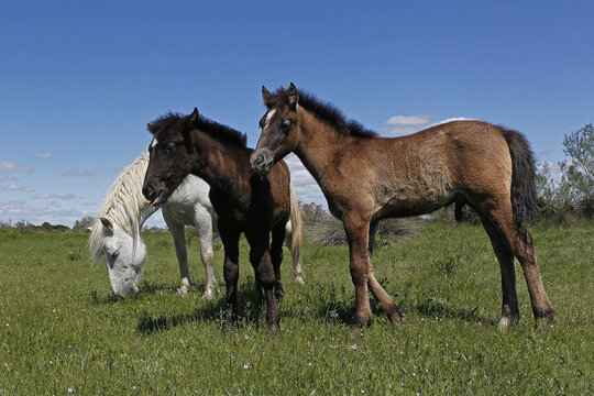 Camargue Horse, Mare and Foal standing in Meadow, Saintes Marie de la Mer in The South of France