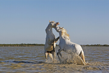 Camargue Horse, Stallions fighting in Swamp, Saintes Marie de la Mer in Camargue, in the South of...