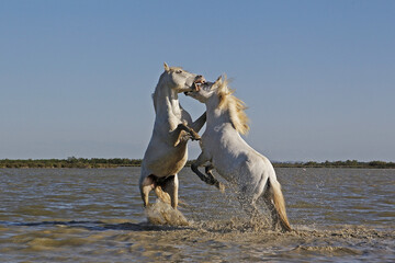 Camargue Horse, Stallions fighting in Swamp, Saintes Marie de la Mer in Camargue, in the South of...