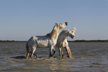 Naklejka na ściany i meble Camargue Horse, Stallions fighting in Swamp, Saintes Marie de la Mer in Camargue, in the South of France
