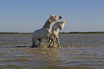 Camargue Horse, Stallions fighting in Swamp, Saintes Marie de la Mer in Camargue, in the South of...