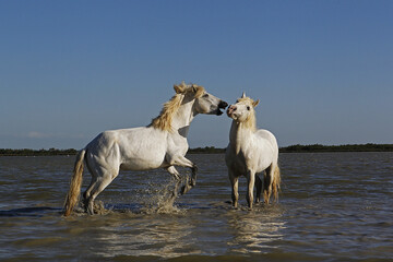 Obraz na płótnie Canvas Camargue Horse, Stallions fighting in Swamp, Saintes Marie de la Mer in Camargue, in the South of France