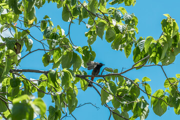 Cordia subcordata is a species of flowering tree in the borage family, Boraginaceae. beach cordia, sea trumpet, and kerosene wood.  Pearl Harbor Visitor Center, Honolulu, Oahu, Hawaii.