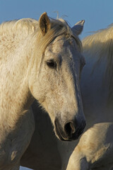 Camargue Horse, Portrait of Adult, Saintes Marie de la Mer in The South of France