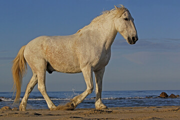 Obraz na płótnie Canvas Camargue Horse on the Beach, Saintes Marie de la Mer in Camargue, in the South of France