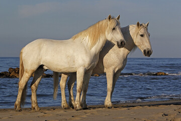 Obraz na płótnie Canvas Camargue Horses on the Beach, Saintes Marie de la Mer in Camargue, in the South of France