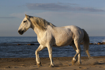Camargue Horse on the Beach, Saintes Marie de la Mer in Camargue, in the South of France