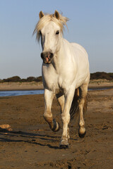 Fototapeta na wymiar Camargue Horse, Trotting on the Beach, Saintes Marie de la Mer in Camargue, in the South of France