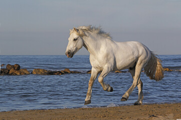 Fototapeta na wymiar Camargue Horse, Galloping on the Beach, Saintes Marie de la Mer in Camargue, in the South of France
