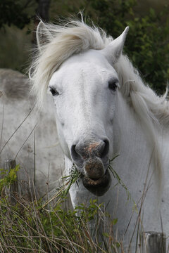Camargue Horse, Portrait of Adult eating Grass, Saintes Marie de la Mer in The South of France