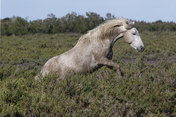 Plakat Camargue Horse, Adult Rolling on its Back, Saintes Marie de la Mer in The South of France