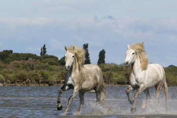 Obraz na płótnie Canvas Camargue Horse, Pair Galloping through Swamp, Saintes Marie de la Mer in The South of France