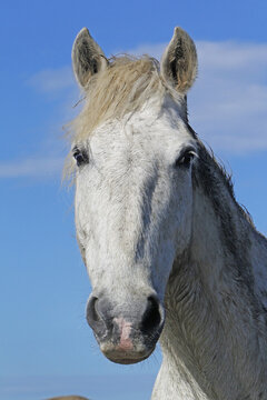 Camargue Horse, Portrait of Adult, Saintes Marie de la Mer in The South of France