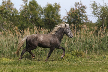Camargue Horse, Trotting through Meadow, Saintes Marie de la Mer in The South of France