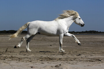 Camargue Horse, Stallion Galloping on the Beach, Saintes Marie de la Mer in Camargue, in the South...