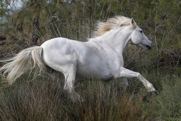 Camargue Horse, Adult Galloping, Saintes Marie de la Mer in The South of France