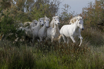 Obraz na płótnie Canvas Camargue Horse, Herd, Saintes Marie de la Mer in The South of France