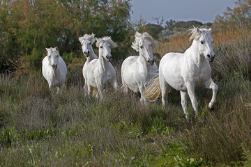 Obraz na płótnie Canvas Camargue Horse, Herd, Saintes Marie de la Mer in The South of France