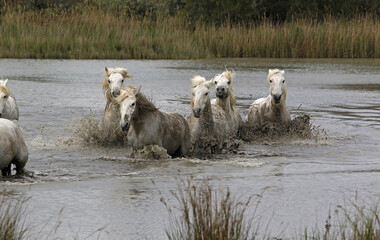 Camargue Horse, Herd in Swamp, Saintes Marie de la Mer in The South of France