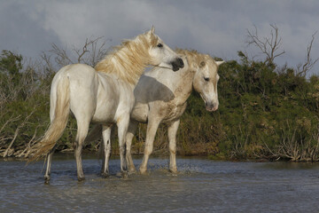 Naklejka na ściany i meble Camargue Horse, Standing in Swamp, Saintes Marie de la Mer in The South of France