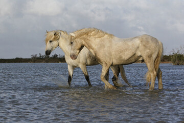 Obraz na płótnie Canvas Camargue Horse, Standing in Swamp, Saintes Marie de la Mer in The South of France