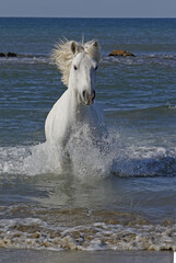 Fototapeta na wymiar Camargue Horse Galloping in the Sea, Saintes Marie de la Mer in Camargue, in the South of France
