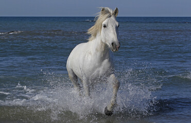 Camargue Horse Galloping in the Sea, Saintes Marie de la Mer in Camargue, in the South of France