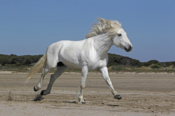 Camargue Horse, Stallion Galloping on the Beach, Saintes Marie de la Mer in Camargue, in the South...