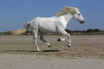 Naklejka na ściany i meble Camargue Horse, Stallion Galloping on the Beach, Saintes Marie de la Mer in Camargue, in the South of France