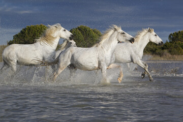 Camargue Horse, Group Galloping through Swamp, Saintes Marie de la Mer in The South of France