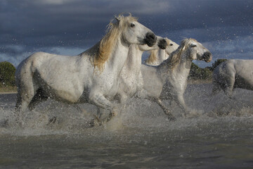Camargue Horse, Group Galloping through Swamp, Saintes Marie de la Mer in The South of France