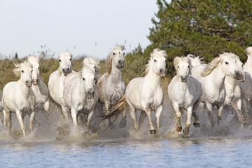 Camargue Horse, Herd Galloping through Swamp, Saintes Marie de la Mer in The South of France e