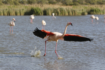Greater Flamingo, phoenicopterus ruber roseus, Adult in Flight, Taking off from Swamp, Camargue in the South East of France