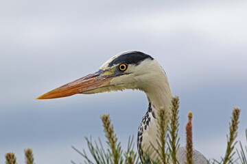 Grey Heron, ardea cinerea, Portrait of Adult, Camargue in the South of France