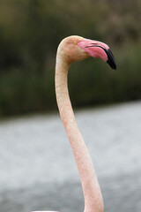 Fototapeta premium Greater Flamingo, phoenicopterus ruber roseus, Portrait of Adult, Camargue in the South East of France