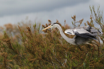 Grey Heron, ardea cinerea, Immature in Flight, Taking off from Bush, Camargue in the South of France