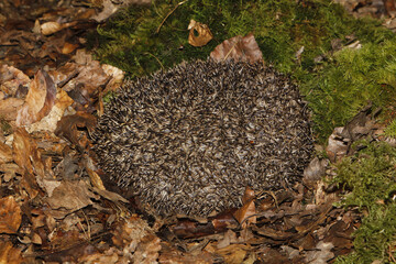 European Hedgehog, erinaceus europaeus, Adult Curled Up on Fallen Leaves, Normandy in France © slowmotiongli